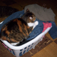 Illustration for article titled My cat loves to help me do everyday things
